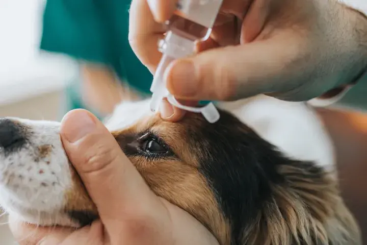 Akorn, dog getting eye drops