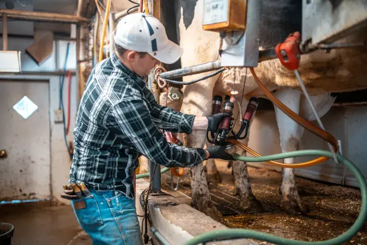 Man milking a cow